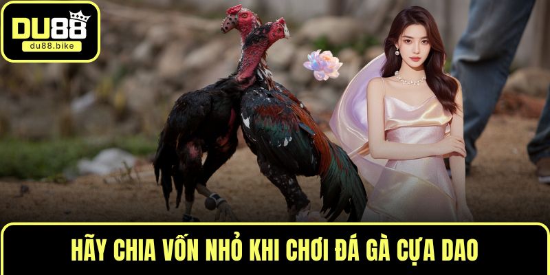 Hãy chia vốn nhỏ khi chơi đá gà cựa dao